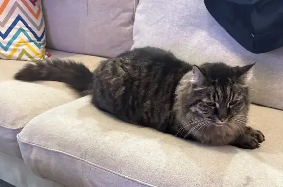Lost cat, New England Drive, Onkaparinga, Brighton — friendly indoor cat - photo
