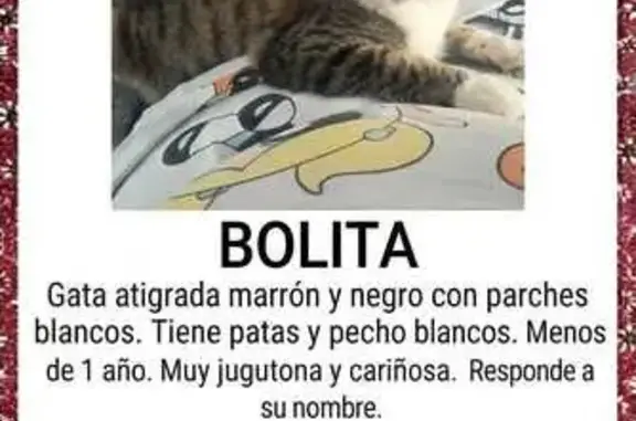 Perdido gato hembra, Carrer Serra Grana, 22, Mutxamel, El Campello - atigrada marrón y negro con patas y pecho blancos - photo