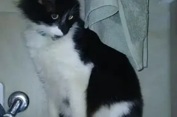 Lost cat, President Street, Potchefstroom - photo