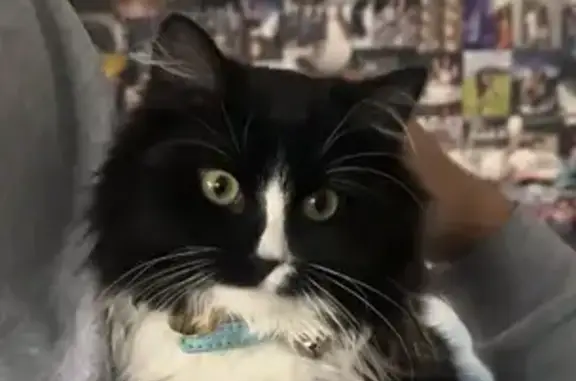 Lost cat, Rockson Drive, 8, Melbourne, Hobsons Bay - male, black and white tuxedo, light blue collar - photo