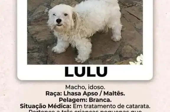 Perdido cachorro macho em Satelite, Belo Horizonte - MG, Brasil - idoso, pelagem branca - photo