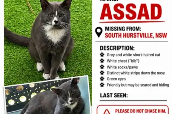 Lost cat, Joffre Street, 17, Georges River Council - male grey and white cat with green eyes - photo