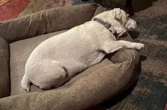 Lost dog, Villiers Street, Krugersdorp, Riverlea — white Jack Russell, 12 years old - photo