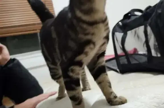 Found cat Onkaparinga, photo: Found cat, Onkaparinga, South Australia - small young male, very friendly and cuddly