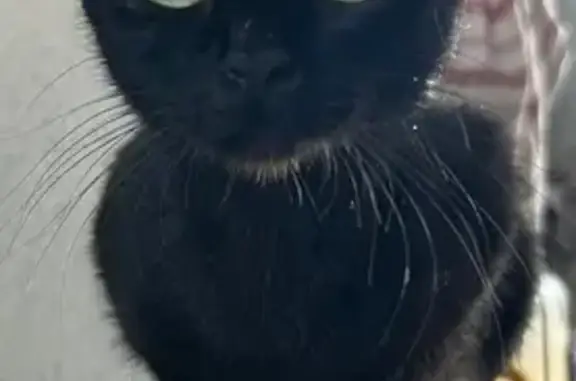 Found cat London, photo: Found cat, Marston Avenue, London - fully black, very friendly
