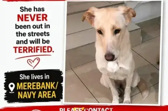 Lost dog, Merebank, Durban - f...