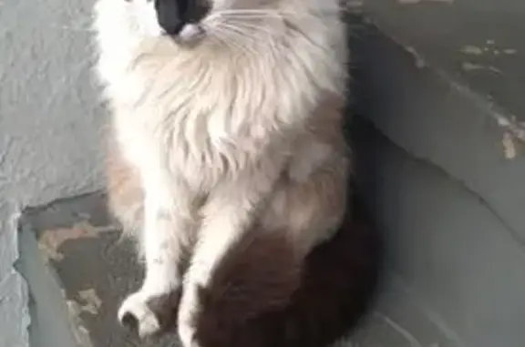 Perdido gato fêmea, Rua Um, 27