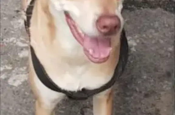 Perdido cachorro macho, Rua Itaim, 755 — caramelo e olhos claros - photo