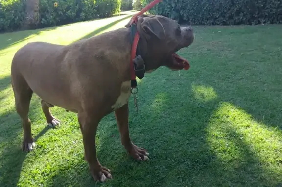 Encontrado perro macho, Urbani...