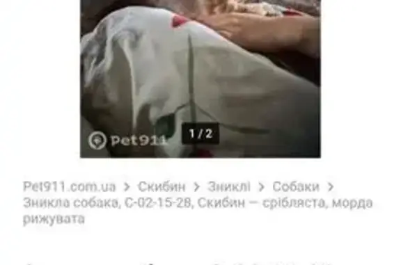 Зникла собака, Озерна вулиця, Скибин — невеликий сріблястий хлопчик з рудою пухнастою мордочкою - photo