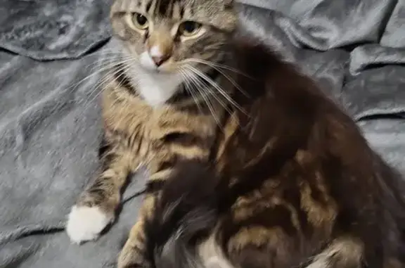 Lost pets Bolton, photo: Lost cat, Staveley Avenue, 44, Bolton — male, white chest and four white paws