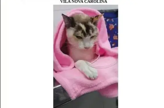 Perdido gato fêmea, Rua Frei J...