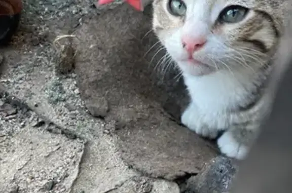 Perdido gato masculino, Avenid...