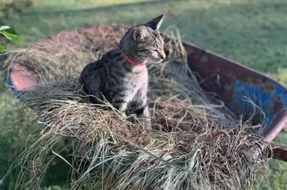 Lost cat, Little Oakey Creek Road, 23, Lockyer Valley, Withcott - male tabby, no tail, red collar - photo