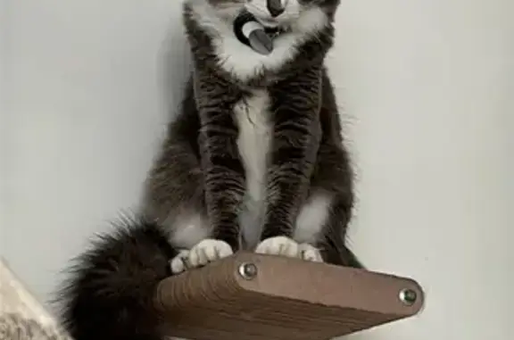 Perdido gato fêmea, Rua Elieze...