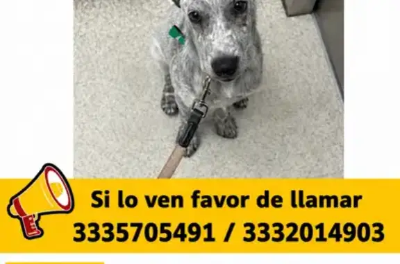 Perdido perro macho, Avenida A...