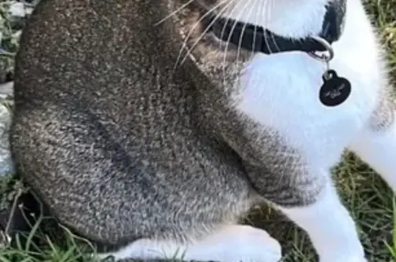 Lost cat, Kaihanupa Street, 1007, Ewa Beach — male, microchipped, responds to his name - photo