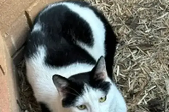 Lost cat, Purchase Road, Hornsby, Sydney — black tail, yellow eyes - photo