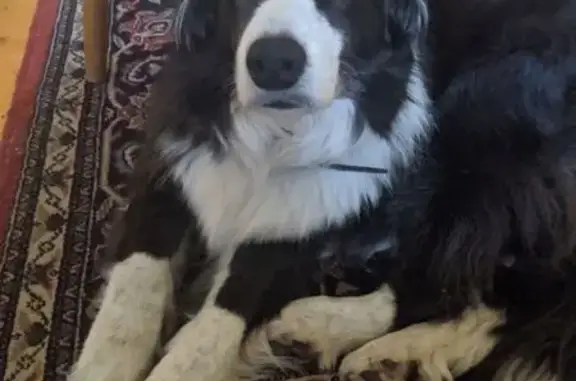 Lost dog, Stranges Road, 127, Romsey — female, blue jacket - photo
