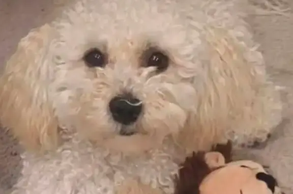 Lost dog, Burbank — white curly hair, black birth mark on tongue - photo