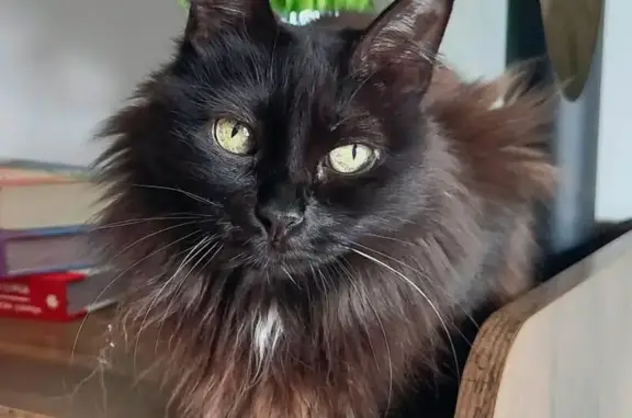 Perdido gato hembra, Calle del Reino, 22, Almozara — rabo en forma de gancho - photo