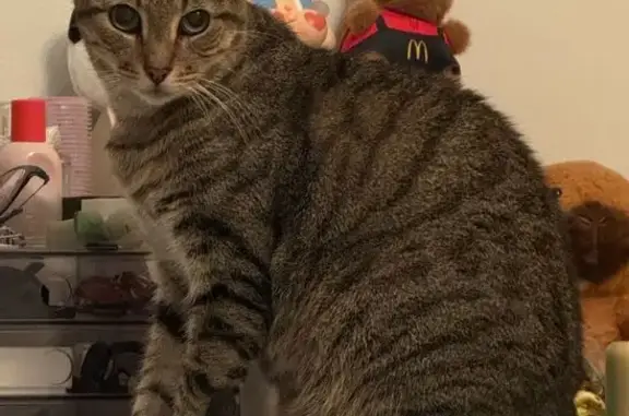Lost cat, Everton Road, 11, Burwood, Strathfield - male, small grey/brown tabby - photo