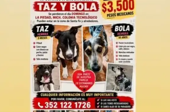 Perdido perro hembra, La Piedad de Cabadas, Michoacán - desapareció junto con otra mascota - photo