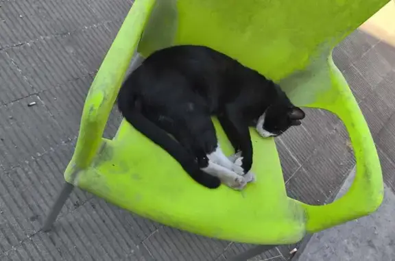 Encontrado gato, Ronda de Coll...