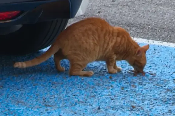 Encontrado gato en Ronda de Co...