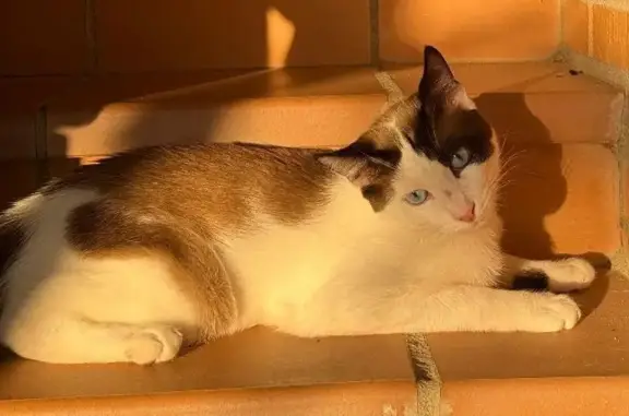 Gatos perdidos, Las Rozas de Madrid, foto: Perdido gato masculino, Calle Hermes, Las Rozas de Madrid - muy cariñoso y sociable