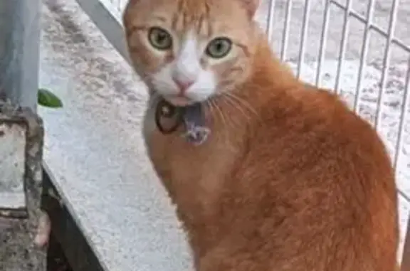 Encontrado gato hembra en Call...