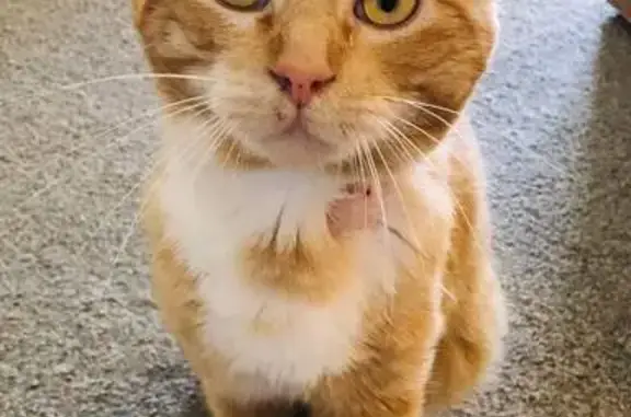 Lost cat, Sandlewood Close, 15, The Hills Shire Council, North Kellyville — male ginger tabby Ronnie - photo