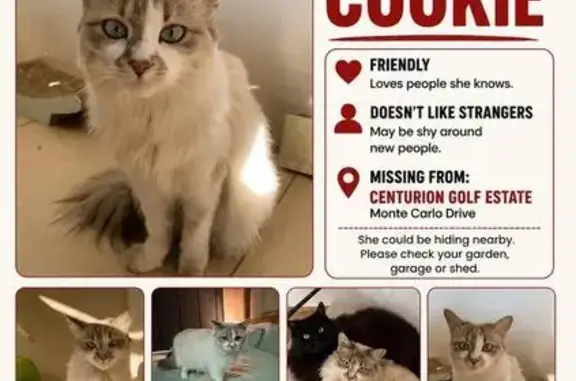 Lost and found pets South Africa, photo: Lost cat, Monte Carlo Drive, 95, Riverlea - white with grey face, grey tail