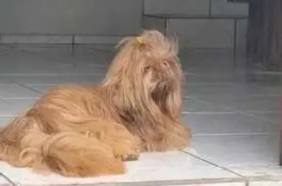 Perdido cachorro macho, Estrada da Limeira, Cubatão, próximo ao mercado Vitório — shih tzu de 6 anos - photo