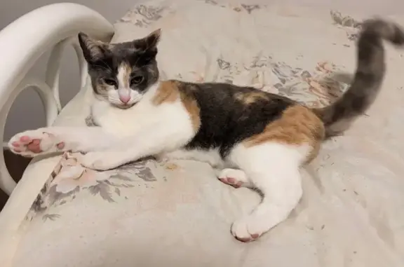 Lost cat, Eucalypt Court, 2, Melbourne - photo