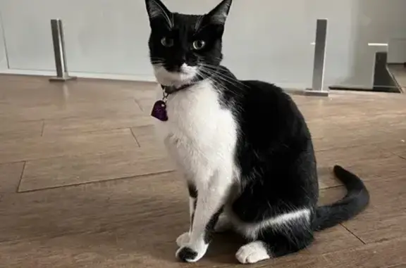 Gato desaparecido Fêmea (brl003279) - photo