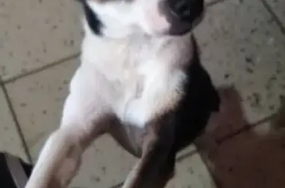  Chihuahua macho de aproximadamente 10 años. Color blanco con negro y café. Tiene una mancha negra sobre el ojo derecho. Su colmillo derecho sobresale, es su característica más distintiva. Es pequeño, muy noble y dócil. Se perdió sin collar.