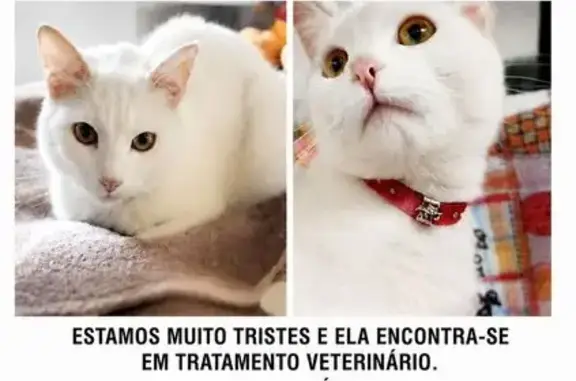 Perdido gato fêmea, Avenida 62 A, 248 — branca, com coleira vermelha - photo