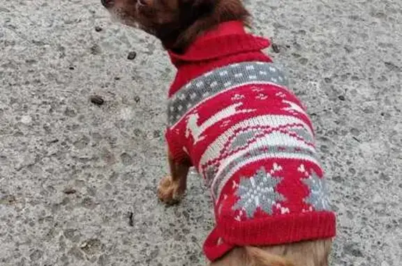 Perdido perro masculino, Ejido San Mateo Nopala, Naucalpan de Juarez, chihuahua de 10 años - photo