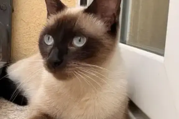 Gatita de 1 año recién cumplido, muy tranquila. Es una gatita siamesa que decidió salir en verano por la tarde y ya no vuelve. Por favor ayudarme a encontrarla. No lleva el microchip.