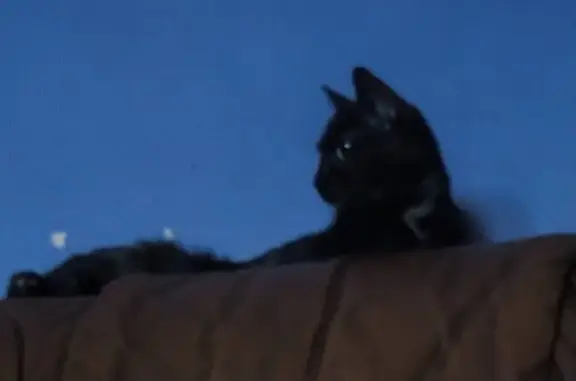 Perdido gato hembra, Avenida de las Ciudades, 42, Getafe — gata negra pequeña con manchitas marrones - photo