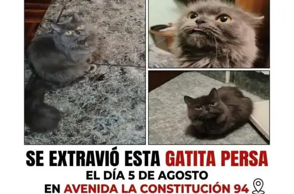 Perdido gato hembra, Avenida de la Constitución, 94, Gijón - persa gris de cinco años - photo