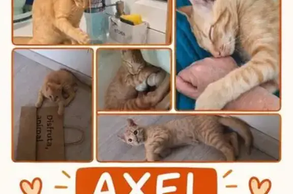 Perdido gato macho, Rúa Padre Seixas, Vigo — naranja atigrado, con chip - photo