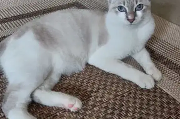 Gato perdido macho, Rua Jacob Marreto, 4, Nova Friburgo RJ — branco, olhos azuis, 7 meses - photo