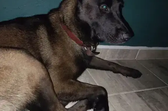 Animales perdidos Ciudad Nezahualcoyotl, foto: Perdido perro macho, Escondida Esquina Macorina, 228, Ciudad Nezahualcóyotl - talla grande, cola desviada