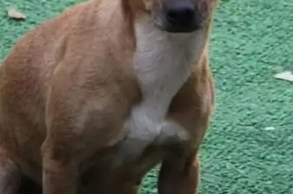 Animales perdidos Chicoloapan, foto: Perdido perro hembra, Calle Pirules, 105, Ejido de Chicoloapan, Chicoloapan — con mancha blanca en el lomito
