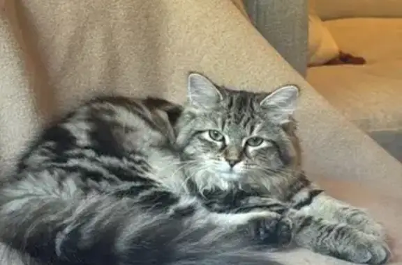 Missing cat Fulham, photo: Lost cat, Cheyne Walk, 50, Fulham — very fluffy with green eyes