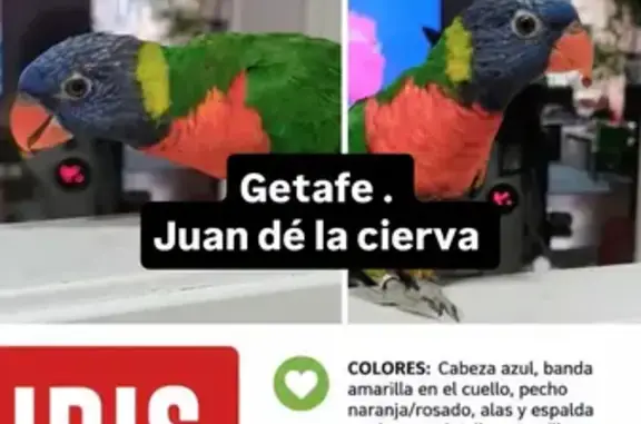Perdida ave en Calle Castellón...