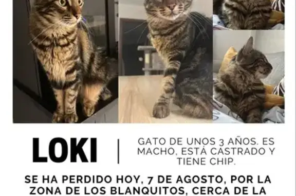 Perdido gato macho, Los Blanquitos, Arona — castrado y con chip - photo