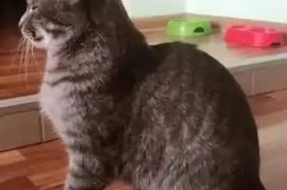 Зникла кішка, вулиця Шопена, 10, Луцьк — сірий котик, кульгає - photo